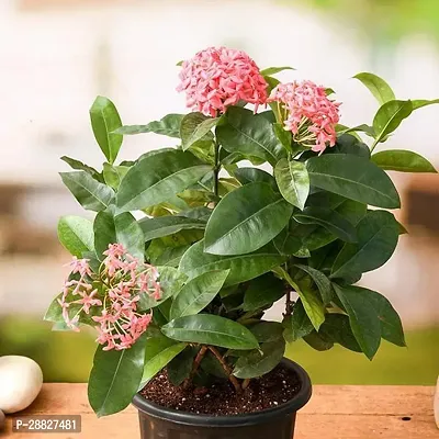 Baishnab  Ixora Long Singapuri Ixora Pink  Plan-thumb0