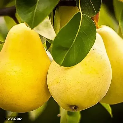 Baishnab  PEAR11 Pear Plant-thumb0