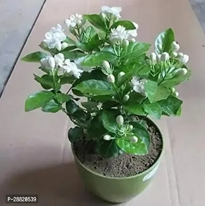 Baishnab  GET MOGRA Jasmine Plant-thumb0