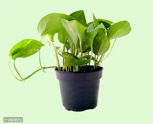 Baishnab  Money Plant CF00164 Money Plant-thumb0