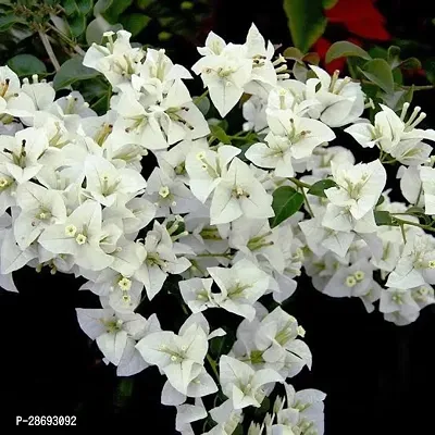 Baishnab Bougainvillea Plant Exotic Live Plant BougainvilleaBoganvilla Rare White Suitable Balcony Garden Plant(1 Healthy Live Plant)