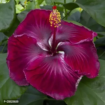 Baishnab  Hibiscus Red Plant CF092 Hibiscus Plant