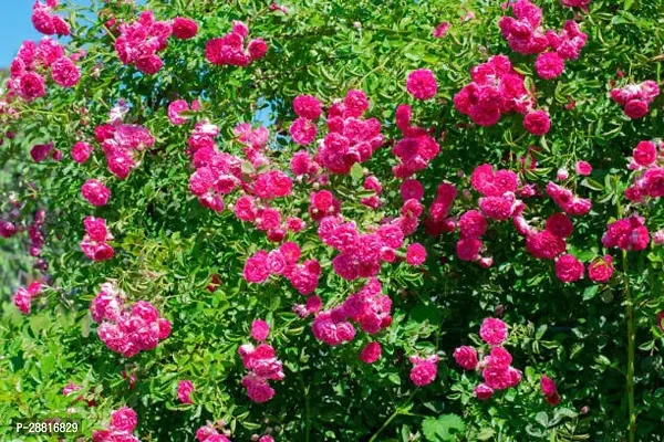 Baishnab  Climbing  Rose plant R9 Rose Plant-thumb0