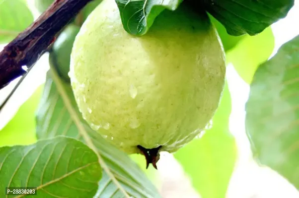 Baishnab  HybridGuava11 Guava Plant-thumb0