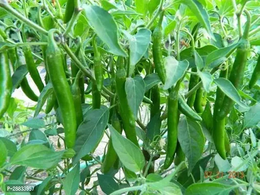 Baishnab w 14C58   BEST SELLER FARMER CHOICE PREMIUM 100 percent GERMINATION 200 SEEDS OF F1 HYBRID  CHILLIMIRCHI OR MIRCH.200PIECE-thumb0