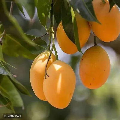 Baishnab  Mango Tree Grown through seeds  Plant-thumb0