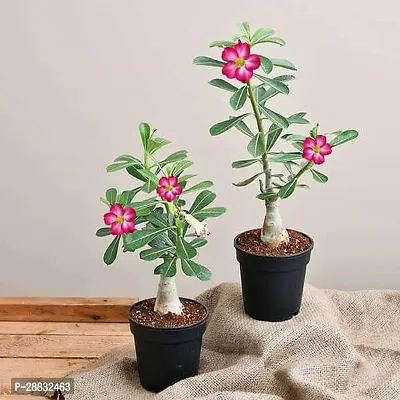 Baishnab  Set of 2 Bonsai Looking Grafted Adeniums-thumb0