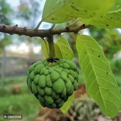 Baishnab  Custard Apple Live Plant CF0076 Custard