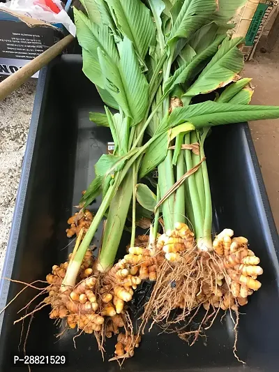 Baishnab  Haldi Plant Turmeric Plant