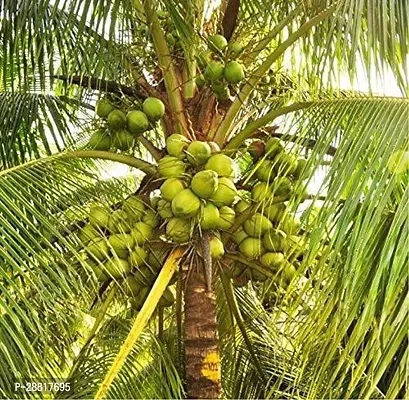 Baishnab  Coconut plim plant  co0011 Coconut Plant