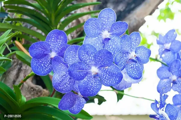 Baishnab  Vanda Orchid Flower Plant03 Orchid Plant-thumb0