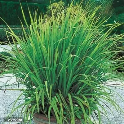 Baishnab  Lemon Grass live plant with pot Lemon Gra-thumb0