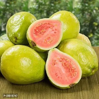 Baishnab  Gauva Red 01 Guava Plant-thumb0