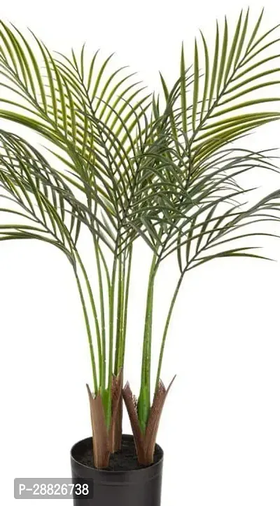 Baishnab  ARECA PLAM YF6 Areca Palm-thumb0