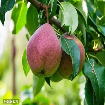 Baishnab Pear Plant Pear Hybrid Plant