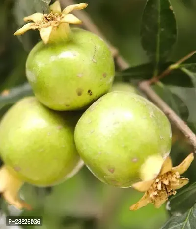 Baishnab  Pomegranate Plant Live Plant CF00211 Po