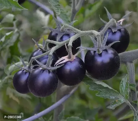 Baishnab tomato seed 500 ps llrt Heirloom Purple Cherry Tomatoes Seeds500PIECE