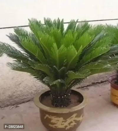 Baishnab  Cycas Revoluta Plant Live Plant CF631 C