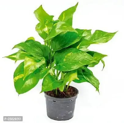 Baishnab  GET MONEY Money Plant