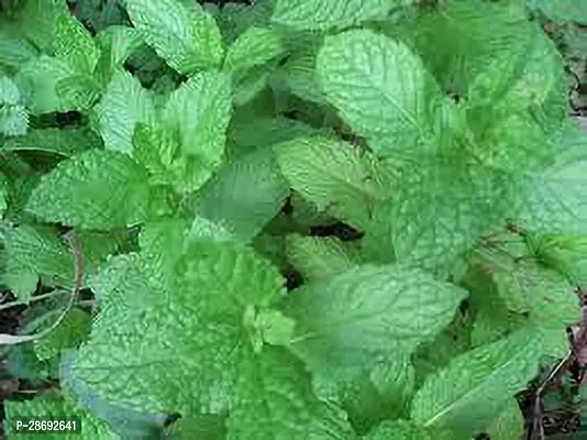 Baishnab Mint Plant MINT PLANT PLMN