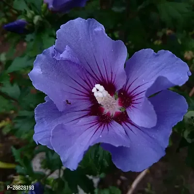 Baishnab  Hibiscus Blue Live Flower Plant CF42418