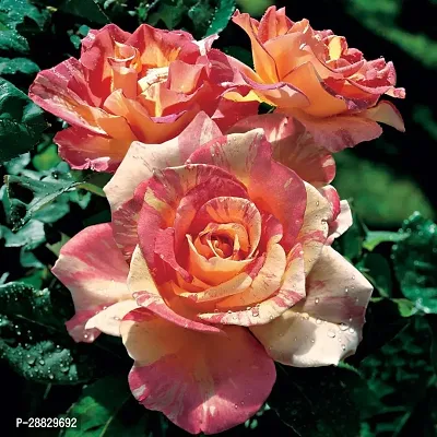 Baishnab  Hybrid Live Rose PlantCF0171 Rose Plant