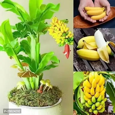 Baishnab  Yellow Sweet Fruit Banana  All Season Hea-thumb0