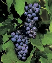 Baishnab Grapes Plant Muscat Blue Grapes-thumb2