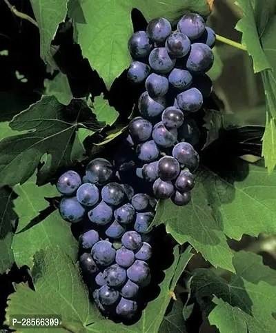 Baishnab Grapes Plant Muscat Blue Grapes-thumb3