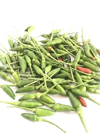 Baishnab Chilli seed 550ps mc gyyuGreen Chilli Big   Moti Laal Mirch Seeds   MR10112550PIECE-thumb1