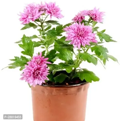 Baishnab  RSpinkG254 Chrysanthemums Guldavari P