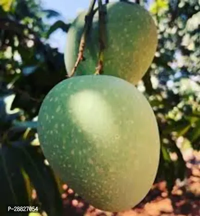 Baishnab  Himsagar Live Grafted Mango Plant Him1 Ma-thumb0