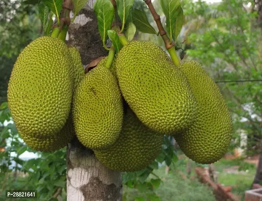 Baishnab  Honey jackfruit plant Jackfruit Plant-thumb0