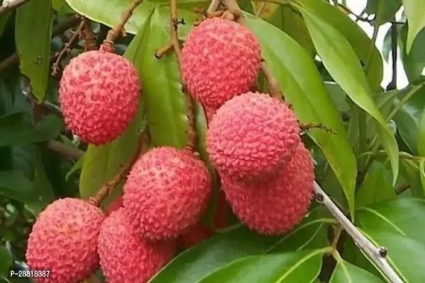 Baishnab  Lichimas01 Litchi Plant-thumb0