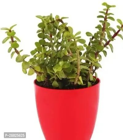 Baishnab  Jade Live Plant Good Luck Plant CF1941-thumb0