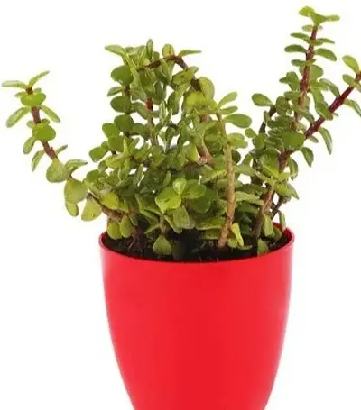 Limited Stock!! Plant & Planters 