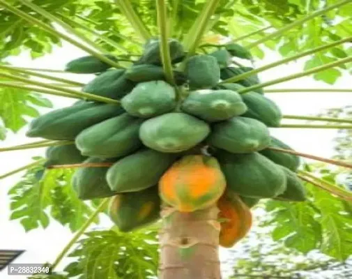 Baishnab papaya seeds 200 per packet tt rbIND PM51    PREMIUM BEST SELLER 100 percent GERMINATION PAPAYA PAPITA FRUIT SEED HYBRID 200 SEEDS.200PIECE-thumb0