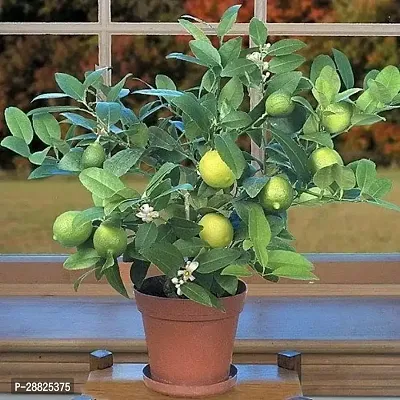 Baishnab  ll101 Lemon Plant-thumb0