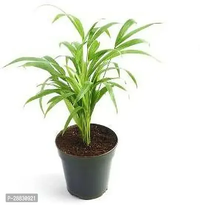 Baishnab  Areca Palm Plant Pack of 1 Areca Palm