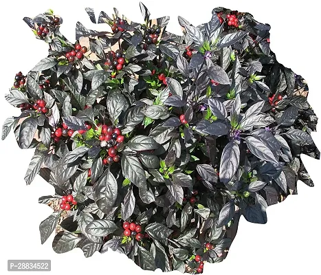 Baishnab chilli seed 10ps btgtMini Black Pearl Pepper Chilli Seeds10PIECE-thumb0