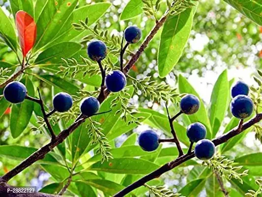 Baishnab  Rudraksha Plant1 Rudraksha Plant-thumb0