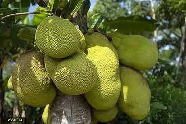 Baishnab  america jackfruit tree Jack Fruit Plant-thumb0