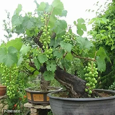 Baishnab  Hybrid Grapes Plant 20 Grapes Plant