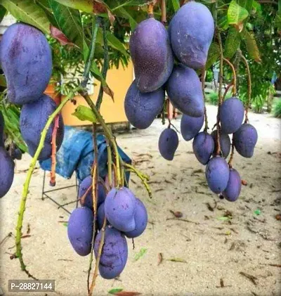 Baishnab  The Black Stone Mango Grafted Live Plant