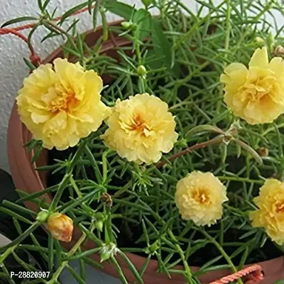 Baishnab  9 OClock  Portulaca Beautiful Yellow Fl-thumb0