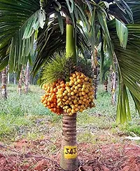 Baishnab Betel Leaf Plant Betel NutSupari Plant-thumb1