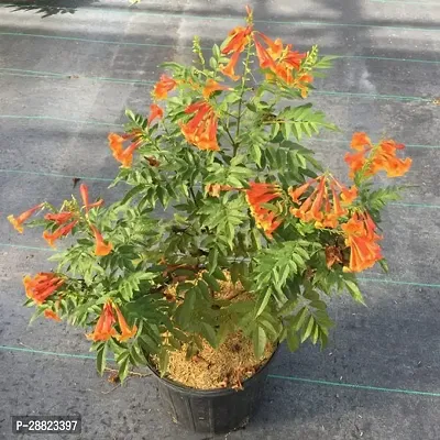 Baishnab  TecomaShrub OrangeFlower Plant CFO136