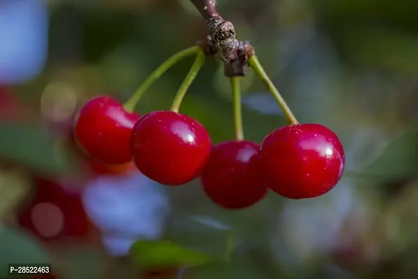 Baishnab Cherry Fruit Plant Cherry Fruit Plant-thumb2