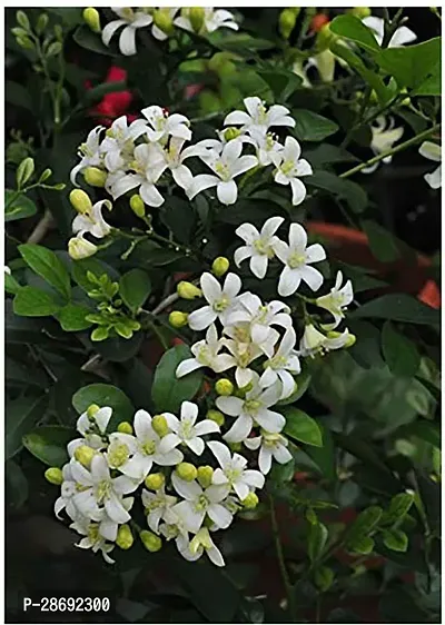 Baishnab Night Bloom Jasmine Plant Gardens Flower Live Plant - Sooper Fragrent Little Orange Jasmine Flower Plant (1 Healthy Live Plant)-thumb0