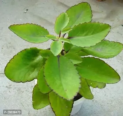 Baishnab  HybridPatharchatta8 Bryophyllum Pinnatum-thumb0